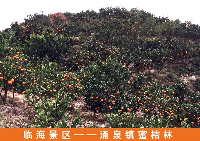臨海景區涌泉蜜桔
