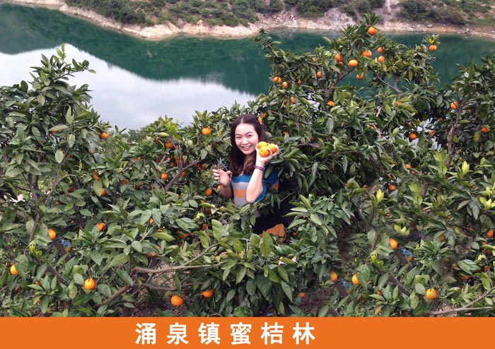 涌泉鎮蜜桔林